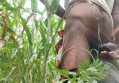Big Black Hawking in the Cornfield