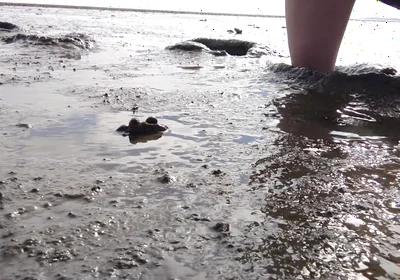 In Fine Stockings in the Wadden Sea of Wangerland