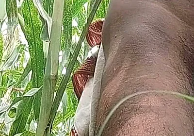Big Black Hawking in the Cornfield