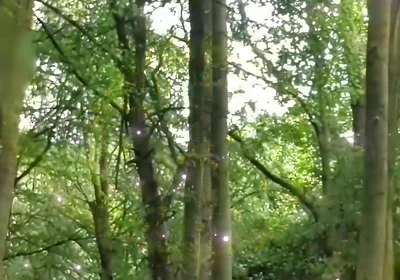 Fully Naked Walk in a Forest