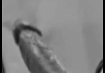 Intro