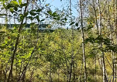 Jerking off in the Woods Near the Highway. I Almost Got Caught!