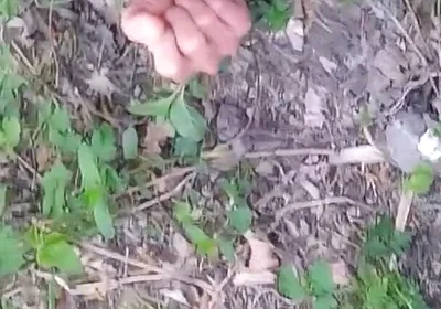Cock Exposed Through the Pants Fly This Cute Gay Boy Humping Precuming Cumming Cleaning Sperm on His Dick Outdoors Is Jon Arteen