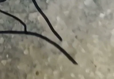 Bigg Cock Masterbating