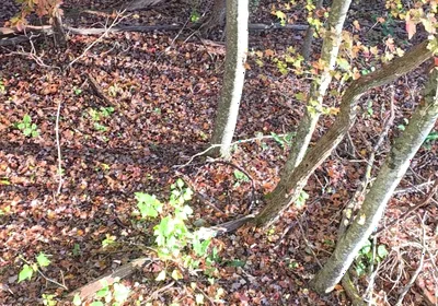 Big Bear Hunting in the Treestand