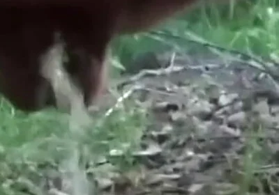 Want Me to Teabag You While I Piss?