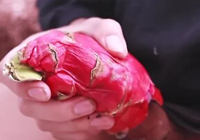 I Was So Horny I Fucked A Dragon Fruit