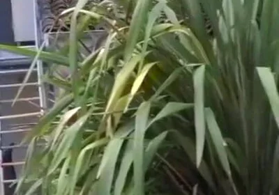 Romantik used raw by the straigth boy Vlad Castle