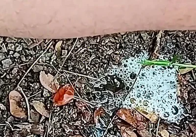 Compilation Pisses Urine by Master David